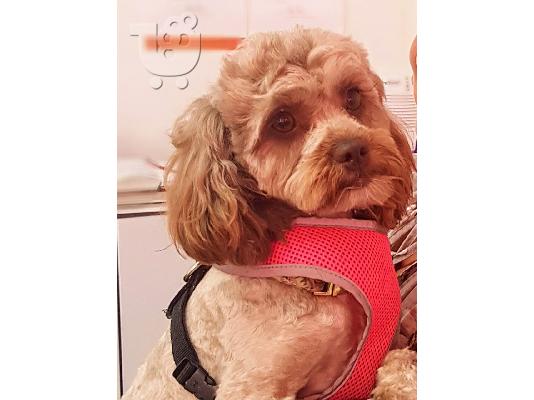 PoulaTo: Κουτάβια Maltipoo